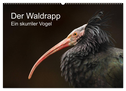 Der Waldrapp - Ein skurriler Vogel (Wandkalender 2025 DIN A2 quer), CALVENDO Monatskalender