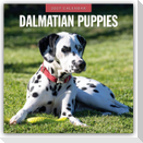 Dalmatian Puppies - Dalmatiner Welpen 2027 - 16-Monatskalender