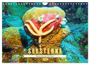 Seesterne - Kleine Wunder der Natur (Wandkalender 2024 DIN A4 quer), CALVENDO Monatskalender