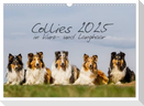 Collies 2025 in Kurz- und Langhaar (Wandkalender 2025 DIN A3 quer), CALVENDO Monatskalender
