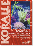 Art für Art 15. Acropora-Geweihkorallen