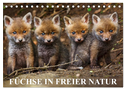 Füchse in freier Natur (Tischkalender 2024 DIN A5 quer), CALVENDO Monatskalender