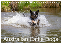 Spaziergang am See Australian Cattle Dogs (Wandkalender 2024 DIN A4 quer), CALVENDO Monatskalender