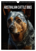 Australian Cattle Dogs (Wandkalender 2024 DIN A4 hoch), CALVENDO Monatskalender