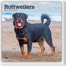 Rottweilers - Rottweiler 2027 - 16-Monatskalender
