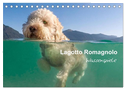 Lagotto Romagnolo - Wasserspiele (Tischkalender 2024 DIN A5 quer), CALVENDO Monatskalender