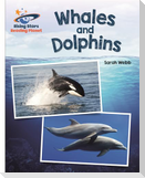 Reading Planet - Whales and Dolphins - White: Galaxy