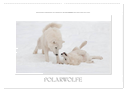 Emotionale Momente: Polarwölfe. / CH-Version (Wandkalender 2024 DIN A2 quer), CALVENDO Monatskalender