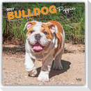 Bulldog Puppies - Bulldogge Welpen 2027 - 16-Monatskalender