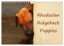Rhodesian Ridgeback Puppies (Wall Calendar 2024 DIN A4 landscape), CALVENDO 12 Month Wall Calendar