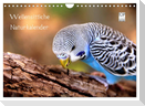 Wellensittiche - Naturkalender (Wandkalender 2024 DIN A4 quer), CALVENDO Monatskalender