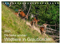 Die Natur erleben - Wildtiere in Graubünden (Tischkalender 2025 DIN A5 quer), CALVENDO Monatskalender