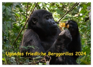 Krause, Johanna. Ugandas friedliche Berggorillas (Wandkalender 2024 DIN A2 quer), CALVENDO Monatskalender - Habinyanja Gorillafamilie im Urwald von Uganda. Calvendo, 2023.