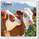 Cows - Kühe 2027 - 16-Monatskalender