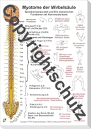 Myotome der Spinalnerven