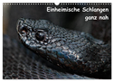 Einheimische Schlangen ganz nah (Wandkalender 2025 DIN A3 quer), CALVENDO Monatskalender
