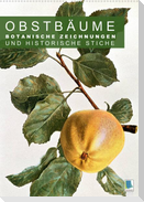 Obstbäume: Botanische Zeichnungen und historische Stiche (Wandkalender 2023 DIN A2 hoch)