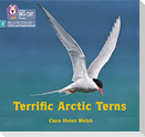 Terrific Arctic Terns