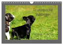 Französische Bulldoggen (Wandkalender 2024 DIN A4 quer), CALVENDO Monatskalender
