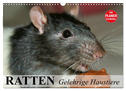 Ratten. Gelehrige Haustiere (Wandkalender 2025 DIN A3 quer), CALVENDO Monatskalender