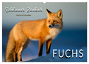 Fuchs - schlauer Räuber (Wandkalender 2025 DIN A2 quer), CALVENDO Monatskalender