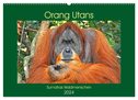 Orang Utans Sumatras Waldmenschen (Wandkalender 2024 DIN A2 quer), CALVENDO Monatskalender