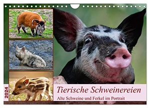 Kleemann, Claudia. Tierische Schweinereien (Wandkalender 2024 DIN A4 quer), CALVENDO Monatskalender - Alte Schweine und Ferkel im Portrait. Calvendo Verlag, 2023.