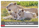 FAZINATION Weiße Löwen (Wandkalender 2024 DIN A3 quer), CALVENDO Monatskalender