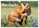 Der Fuchs. Bezaubernder Geselle (Wandkalender 2024 DIN A4 quer), CALVENDO Monatskalender