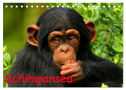 Schimpansen (Tischkalender 2025 DIN A5 quer), CALVENDO Monatskalender