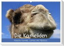 Die Kameliden. Hübsche Kamele, Lamas und Alpakas (Wandkalender 2025 DIN A2 quer), CALVENDO Monatskalender
