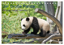 Der Große Panda Ein kuscheliger Geselle (Tischkalender 2025 DIN A5 quer), CALVENDO Monatskalender