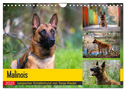 Malinois - belgischer Schäferhund (Wandkalender 2025 DIN A4 quer), CALVENDO Monatskalender