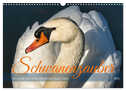 Schwanenzauber (Wandkalender 2025 DIN A3 quer), CALVENDO Monatskalender
