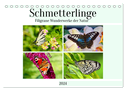 Schmetterlinge - Filigrane Wunderwerke der Natur (Tischkalender 2024 DIN A5 quer), CALVENDO Monatskalender