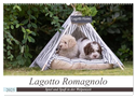 Lagotto Romagnolo - Spiel und Spaß in der Welpenzeit (Wandkalender 2025 DIN A2 quer), CALVENDO Monatskalender