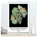 Pflanzen als kleine Preziosen (hochwertiger Premium Wandkalender 2024 DIN A2 hoch), Kunstdruck in Hochglanz