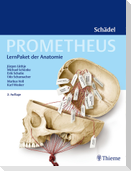 PROMETHEUS LernPaket Anatomie Schädel