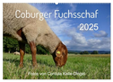 Coburger Fuchsschaf (Wandkalender 2025 DIN A2 quer), CALVENDO Monatskalender