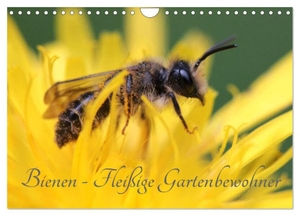 Hahnefeld, Silvia. Bienen - Fleißige Gartenbewohner (Wandkalender 2024 DIN A4 quer), CALVENDO Monatskalender - Faszinierende Nahaufnahmen der kleinen Nützlinge. Calvendo, 2023.