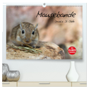 Mausebande (hochwertiger Premium Wandkalender 2025 DIN A2 quer), Kunstdruck in Hochglanz