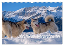 Alaskan Malamute in seinem Element (Wandkalender 2024 DIN A3 quer), CALVENDO Monatskalender