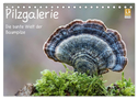 Pilzgalerie - Die bunte Welt der Baumpilze (Tischkalender 2024 DIN A5 quer), CALVENDO Monatskalender