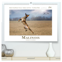 Malinois - Partner auf vier Pfoten (hochwertiger Premium Wandkalender 2024 DIN A2 quer), Kunstdruck in Hochglanz