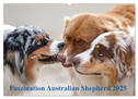 Australian Shepherd 2025 (Wandkalender 2025 DIN A2 quer), CALVENDO Monatskalender