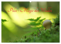 Pilze - Magie des Waldes (Wandkalender 2024 DIN A2 quer), CALVENDO Monatskalender