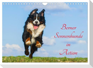 Berner Sennenhunde in Action (Wandkalender 2024 DIN A4 quer), CALVENDO Monatskalender