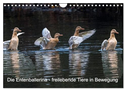 Die Entenballerina - freilebende Tiere in Bewegung (Wandkalender 2025 DIN A4 quer), CALVENDO Monatskalender