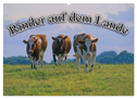 Rinder auf dem Lande (Wandkalender 2024 DIN A2 quer), CALVENDO Monatskalender