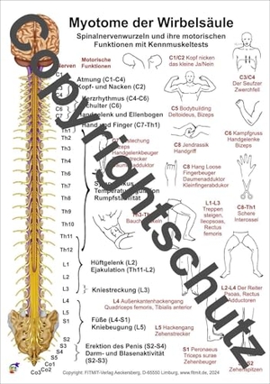 Aeckersberg, Tanja. Myotome der Spinalnerven - Übersichtskarte DIN A3. FITMIT-Verlag, 2024.